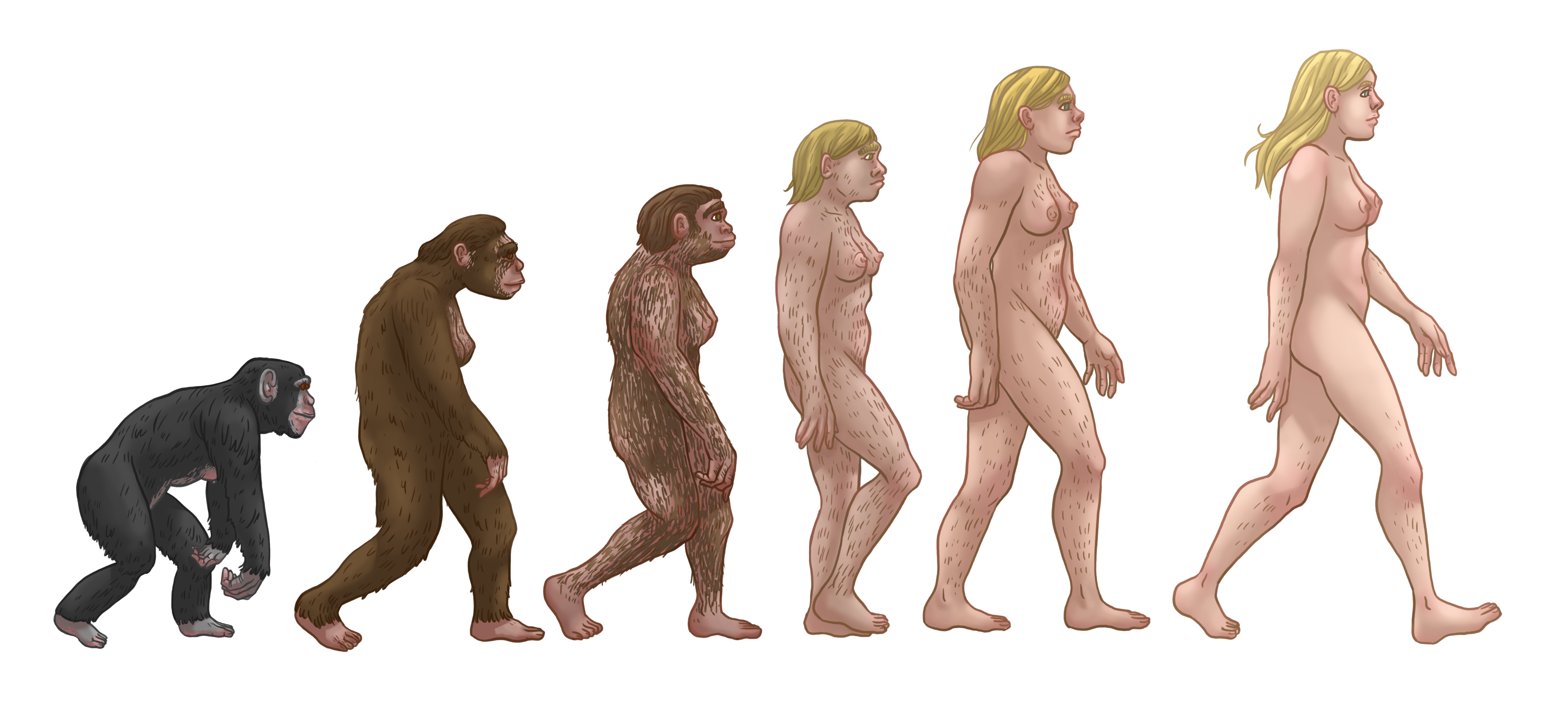 Female_human_evolutiona